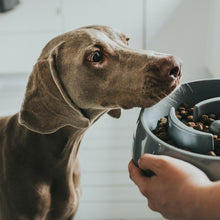 Last inn bildet i Galleri-visningsprogrammet, Hundemater Hunter Melamin (900 ml)
